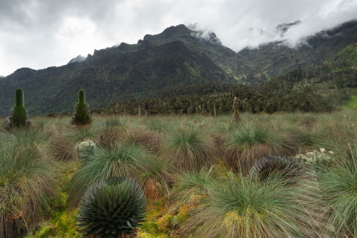 Ruwenzori Mountains